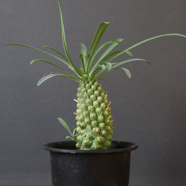 E.プピグランス 02