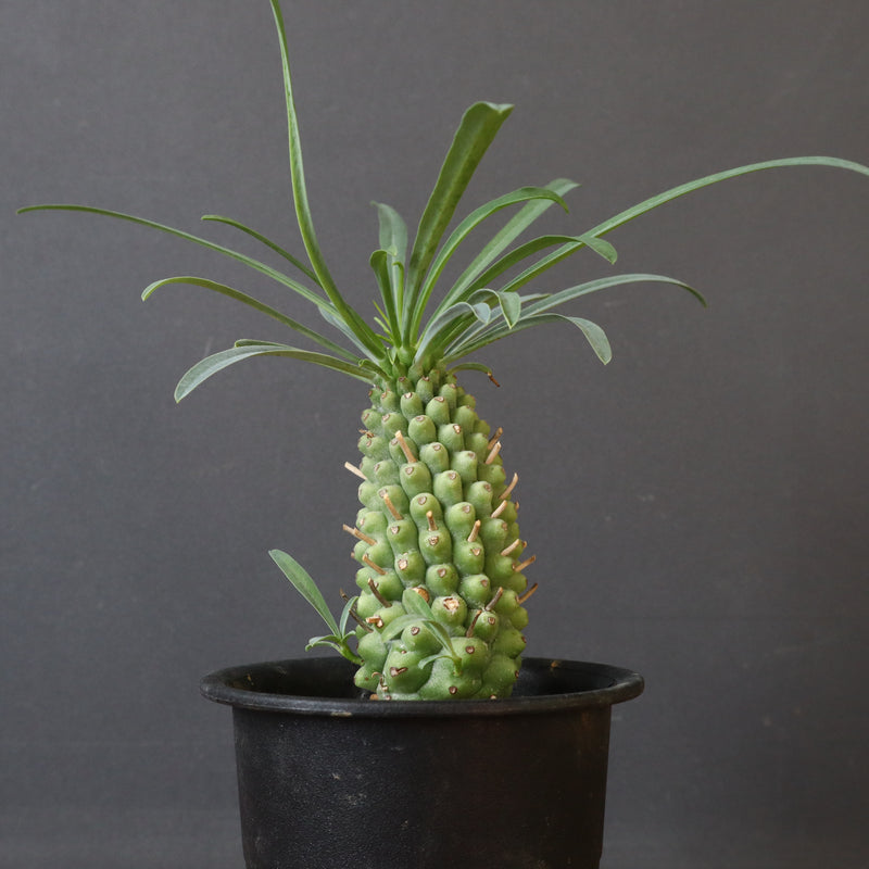 E.プピグランス 02