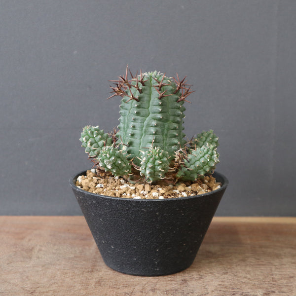 塊根植物 – 3ページ目 – TaiShoDo ONLINE SHOP