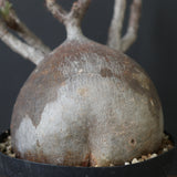 P.グラキリス 2205