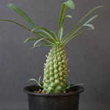 E.プピグランス 02