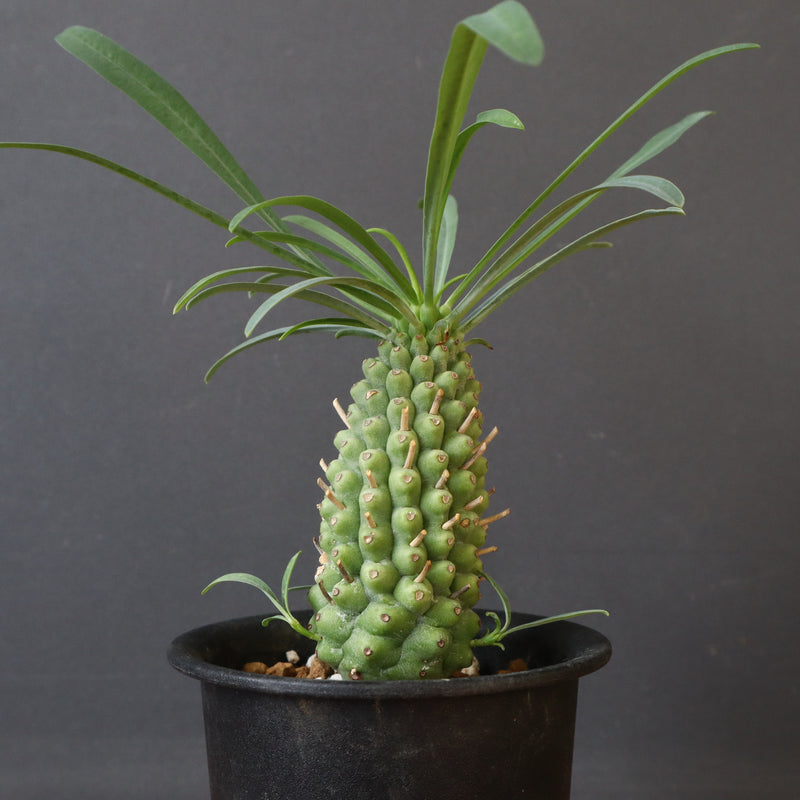 E.プピグランス 02