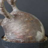 P.グラキリス 2205