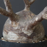 P.グラキリス 2205