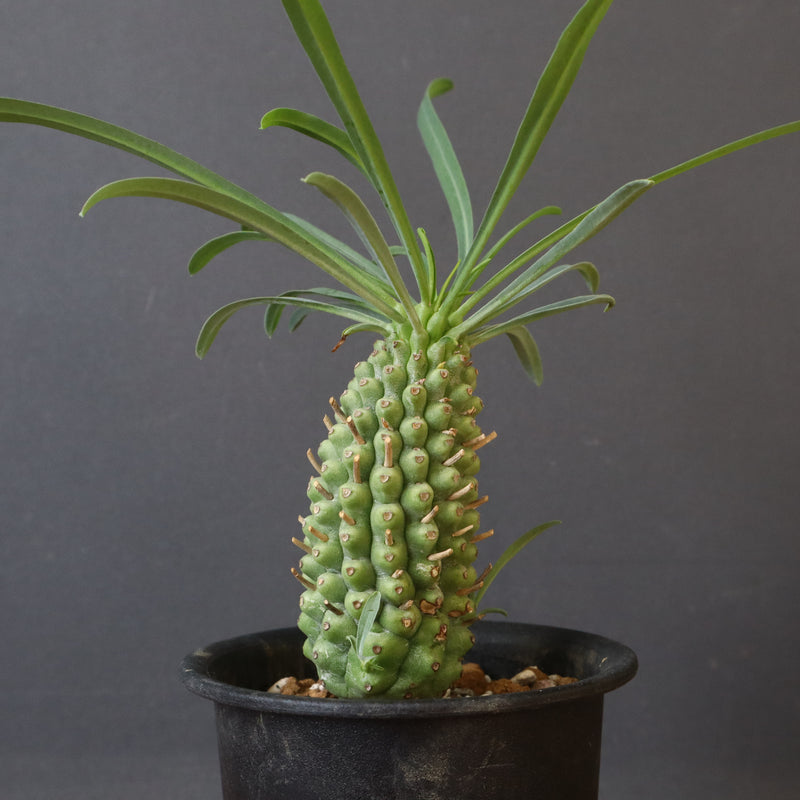 E.プピグランス 02