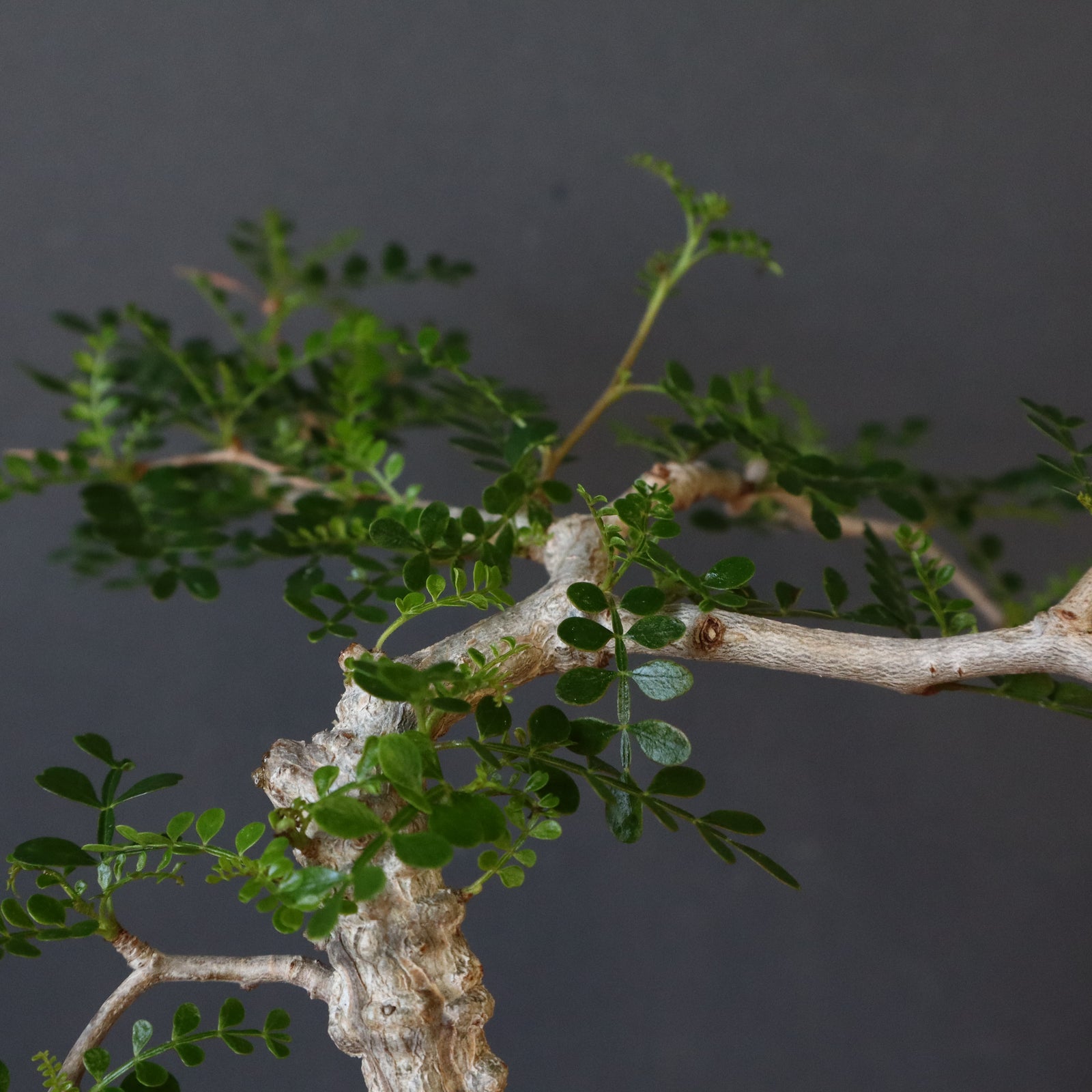 O.パキプス (実生) 832 – TaiShoDo ONLINE SHOP