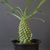 E.プピグランス 02