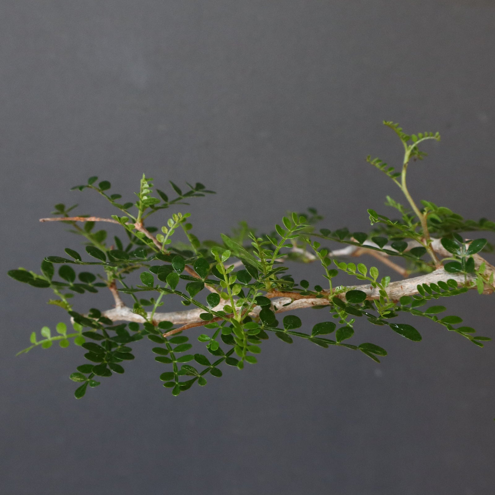 O.パキプス (実生) 832 – TaiShoDo ONLINE SHOP