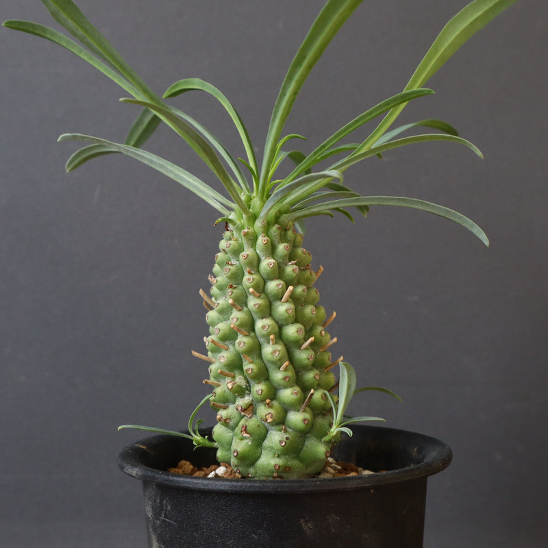 E.プピグランス 02