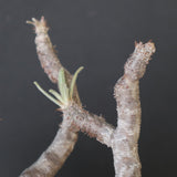 P.グラキリス 2205