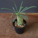 E.プピグランス 02