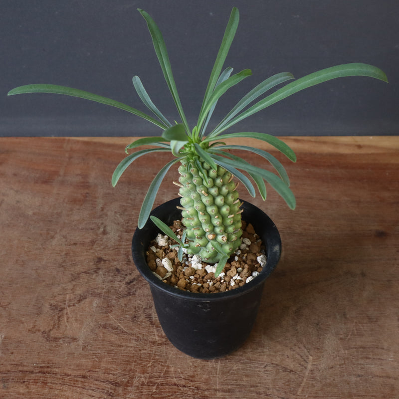 E.プピグランス 02