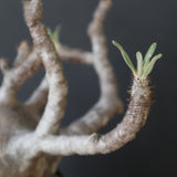 P.グラキリス 2205