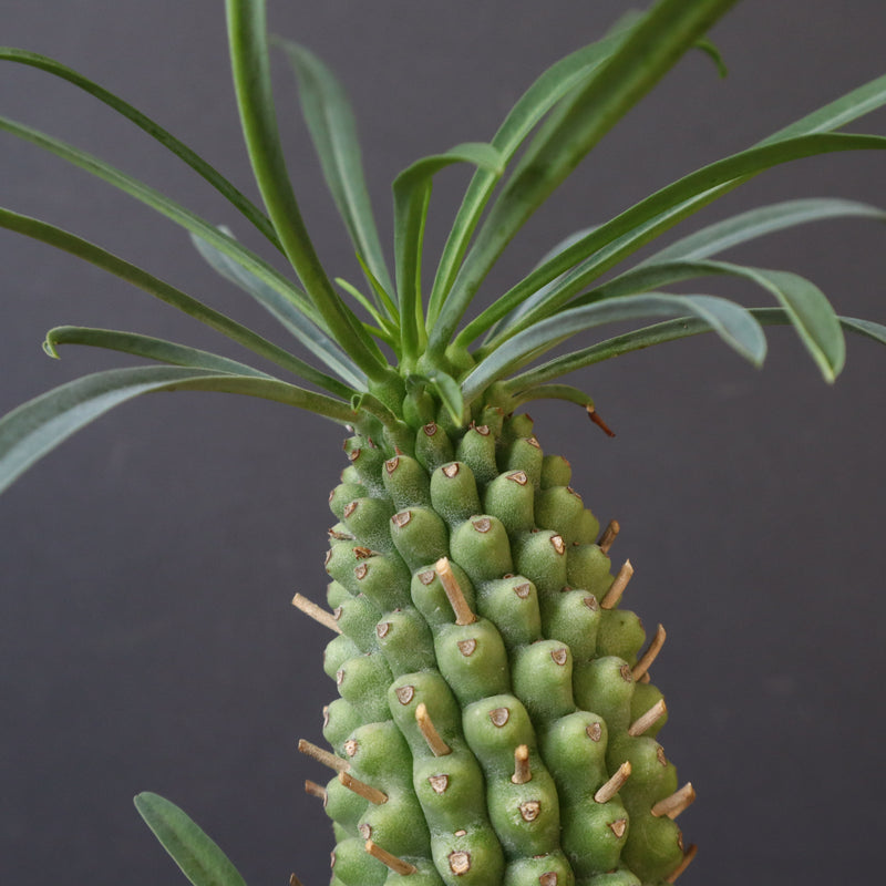 E.プピグランス 02