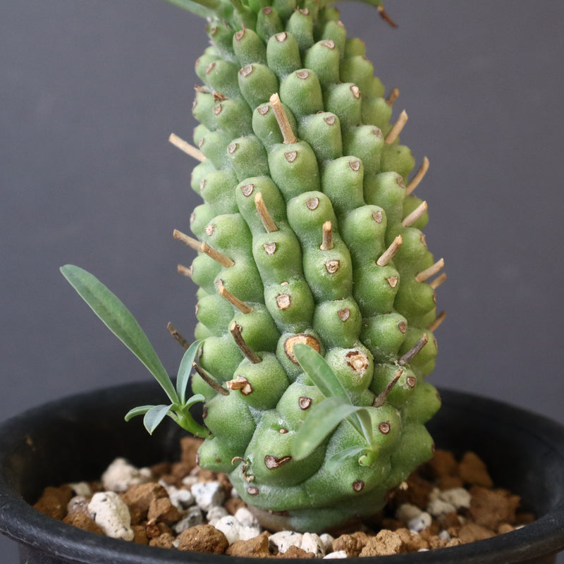 E.プピグランス 02