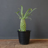 E.プピグランス 04