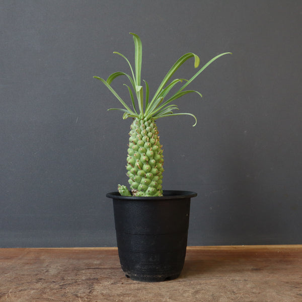 E.プピグランス 04