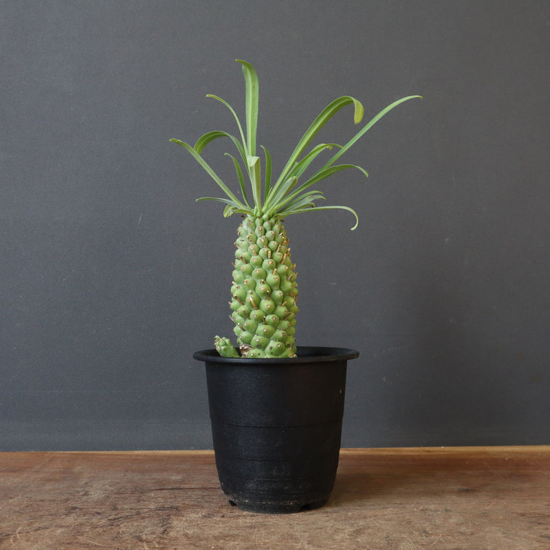 E.プピグランス 04