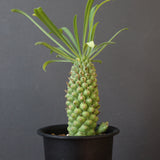 E.プピグランス 04