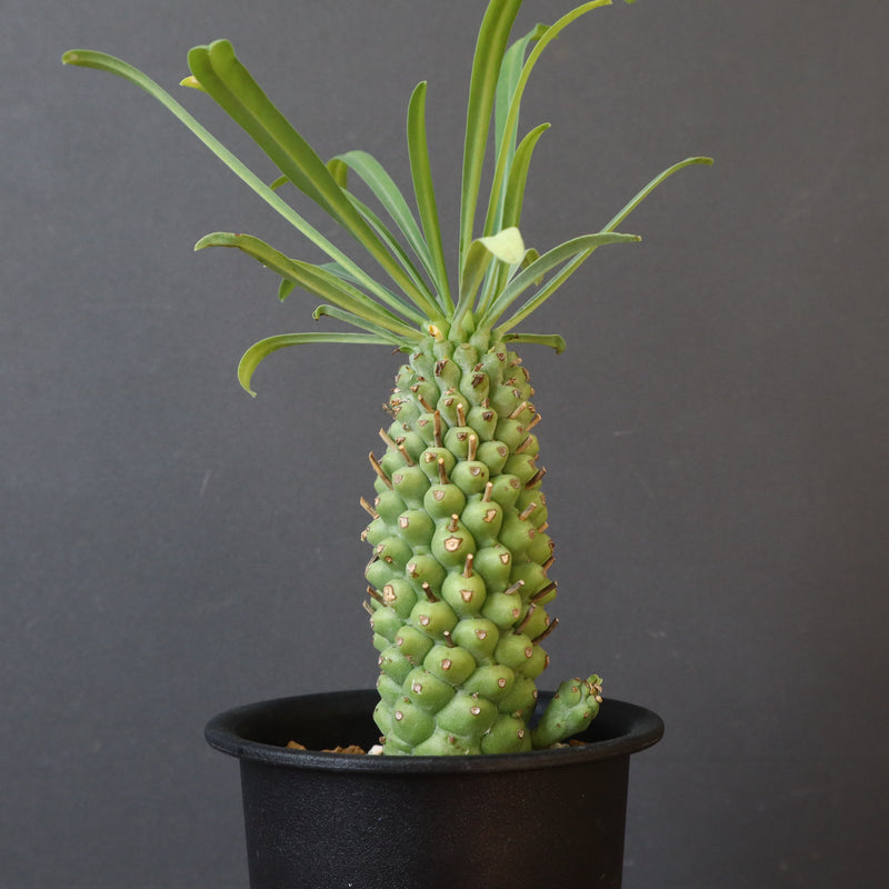 E.プピグランス 04