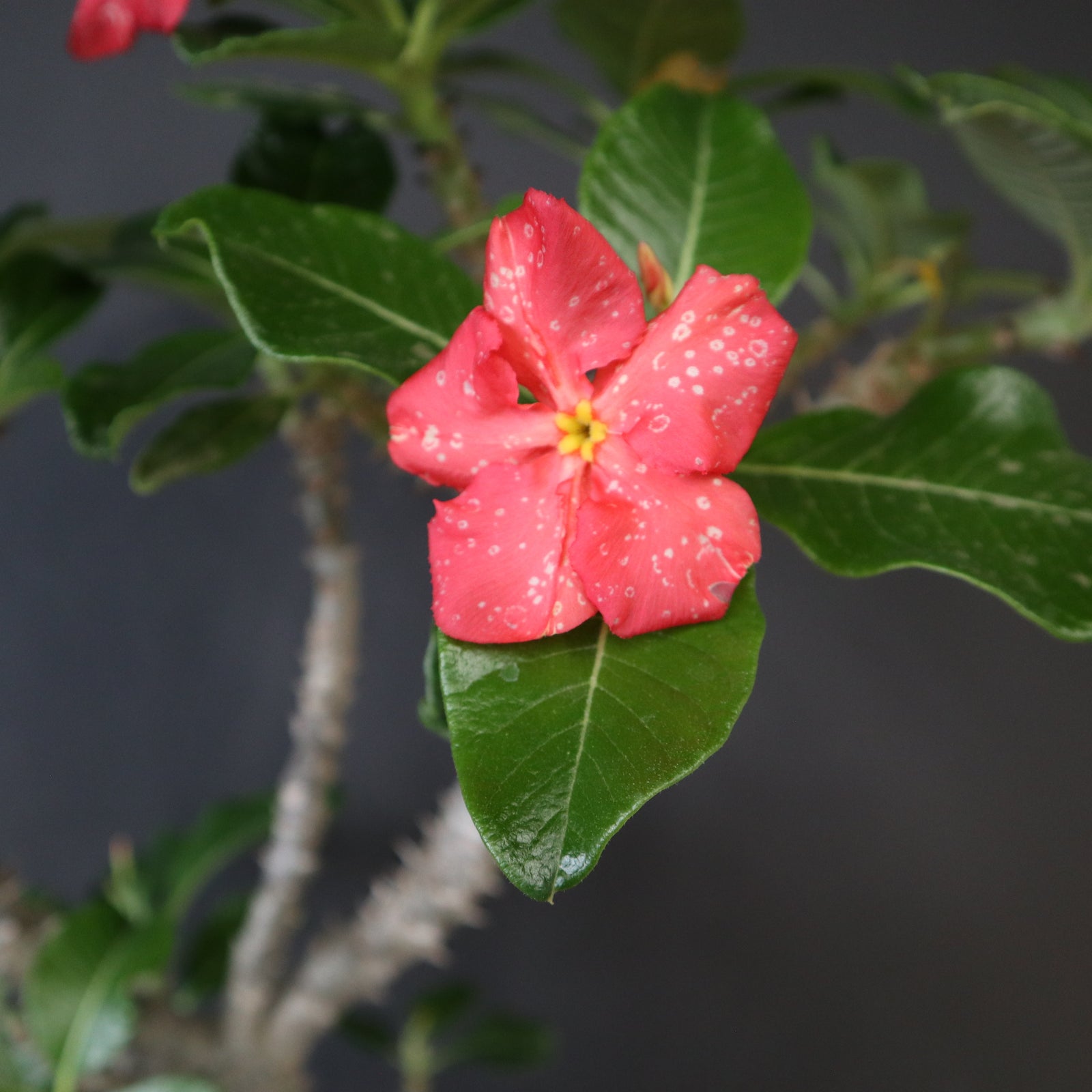 P.ウィンゾリー （実生） 74 – TaiShoDo ONLINE SHOP