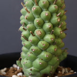 E.プピグランス 04