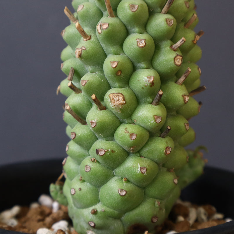 E.プピグランス 04