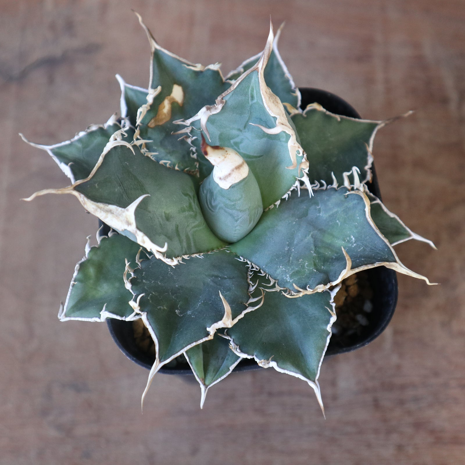 アガベ 緑幽霊 EC3374 – TaiShoDo ONLINE SHOP