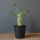 E.プピグランス 09