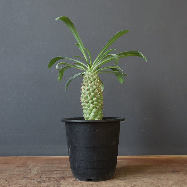 E.プピグランス 09