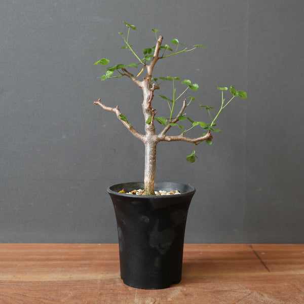 C.シヌアタ（実生） EC3096 – TaiShoDo ONLINE SHOP