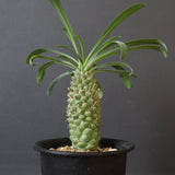 E.プピグランス 09