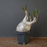 P.グラキリス 2200