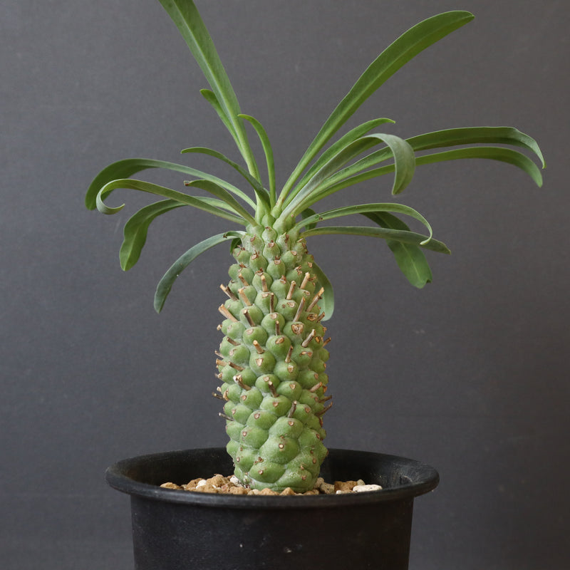 E.プピグランス 09