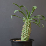 E.プピグランス 09