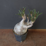 P.グラキリス 2200