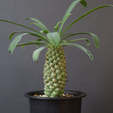 E.プピグランス 09