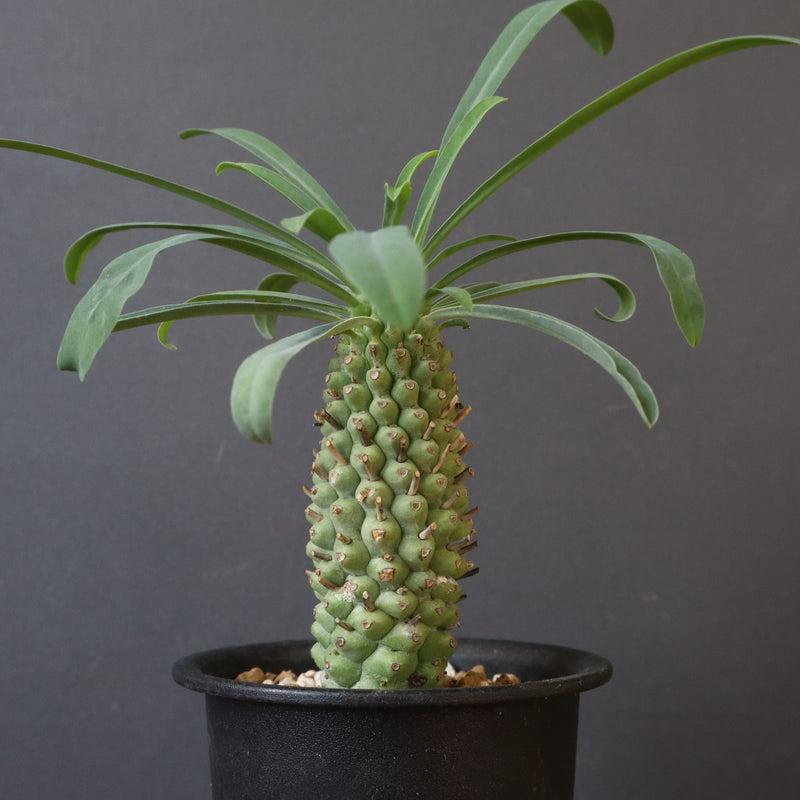 E.プピグランス 09