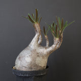 P.グラキリス 2200