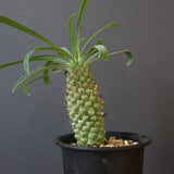 E.プピグランス 09