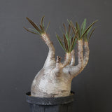 P.グラキリス 2200