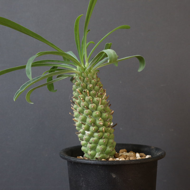 E.プピグランス 09