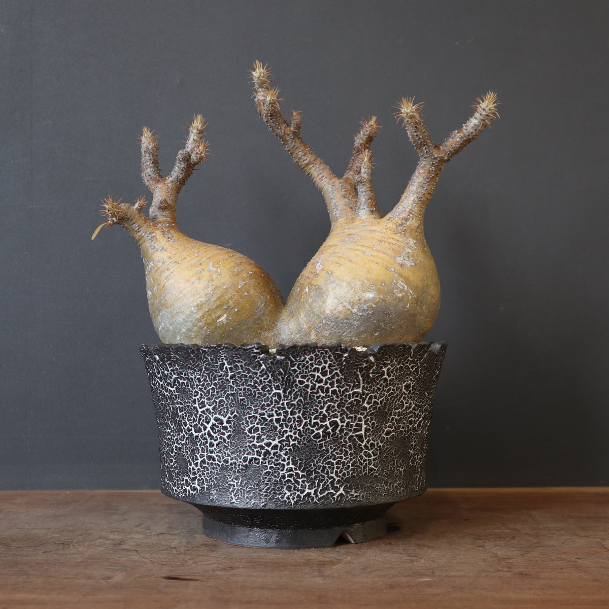 塊根植物 – 7ページ目 – TaiShoDo ONLINE SHOP