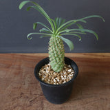 E.プピグランス 09