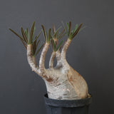 P.グラキリス 2200