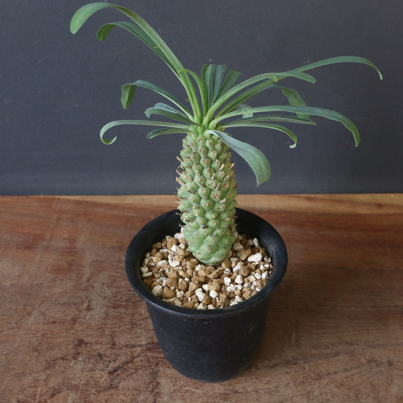 E.プピグランス 09