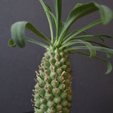 E.プピグランス 09