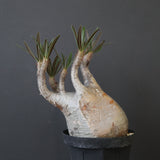 P.グラキリス 2200