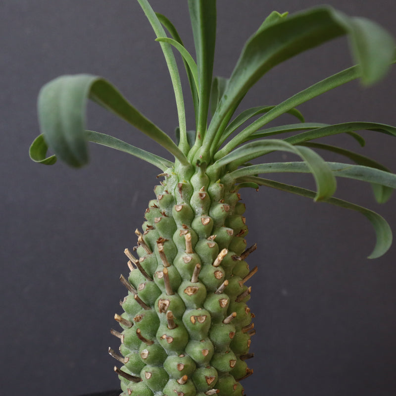 E.プピグランス 09