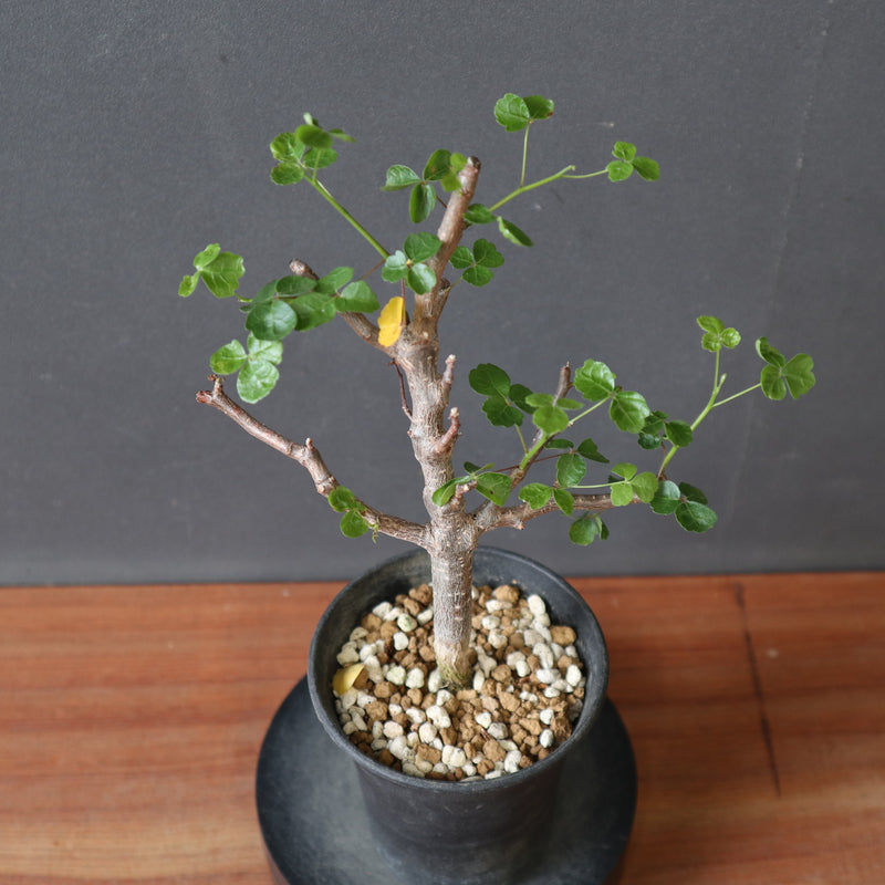 C.シヌアタ（実生） EC3096 – TaiShoDo ONLINE SHOP